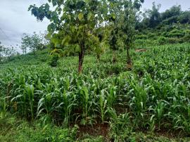 LAHAN GUNUNG UNTUK BUDIDAYA JAGUNG